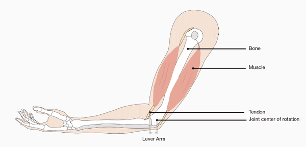 Illustration af arm